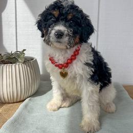 Thing 1 - Black tri-color female Aussiedoodle puppy in Omro, Wisconsin from Crystal Ridge Doodles