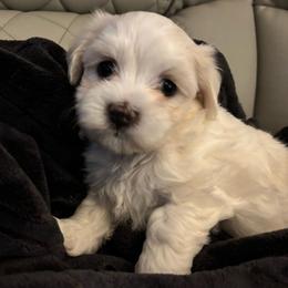 Patrick Star - White and lemon male Maltese puppy in Grottoes, Virginia from Wendy’s Maltese & Cavamalts of Virginia