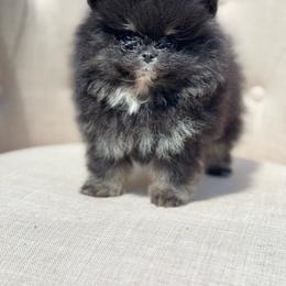 Blair - Black female Pomeranian puppy in Canandaigua, New York from Fingerlakes Pomeranians