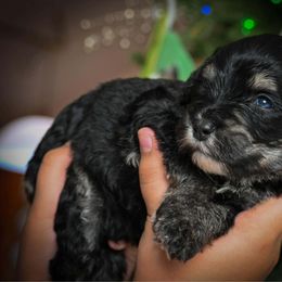 Comet - Tri-color male Bernedoodle puppy in Lookout, California from Remington Kennels, LLC