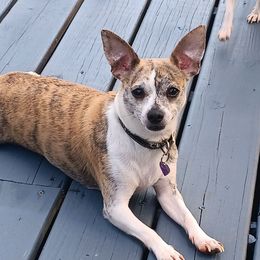 Ruby - Chihuahua