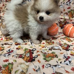 Girl 2 - Cream parti female Pomeranian puppy in Calhoun, Louisiana from Cheyenne’s Pups