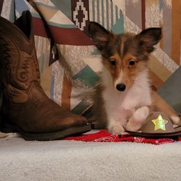 Champ - Sable and white male Shetland Sheepdog puppy in Altha, Florida from Hill Top Shelties