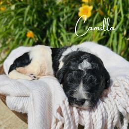 Camilla - female Newfypoo puppy in Hardin, Kentucky from Bluegrass Newfypoos