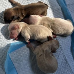 Dachshund puppies from Farmhouse Dachshunds