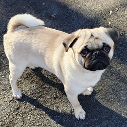 COCO - Pug