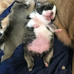 English Bulldog Puppies from Bullberry Farm