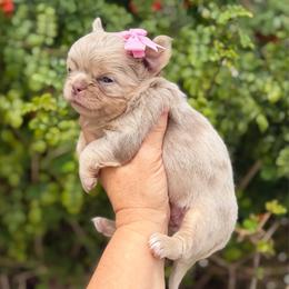 Aria - Merle female Chihuahua puppy in Newport Beach, California from Exotic City Pomeranians and chihuahuas