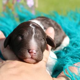 Rosie - Parti female Poodle puppy in Ephrata, Washington from NCR Ranch