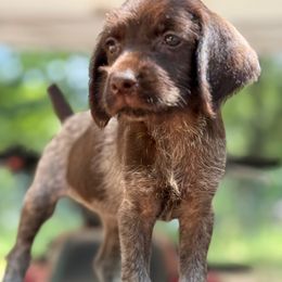 Wren - Brown and gray female Wirehaired Pointing Griffon puppy in Shelbyville, Texas from AndersonK9Kennels Bayou Beards