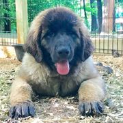 Great Pyrenees and Leonberger Puppies from Easter Acres