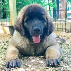 Great Pyrenees and Leonberger Puppies from Easter Acres