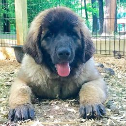 Great Pyrenees and Leonberger Puppies from Easter Acres