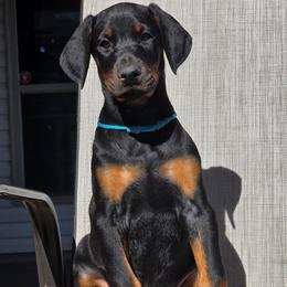 Blue - Black and rust male Doberman Pinscher puppy in Denham Springs, Louisiana from Franklin Dobermans
