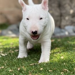 Miniature Bull Terrier Puppies from Tonka Miniature Bull Terriers