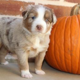 Miniature Australian Shepherd and Toy Australian Shepherd Puppies from TK Mini & Toy Aussies