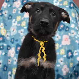 Yellow Boy - Black and tan male German Shepherd puppy in Grants Pass, Oregon from Granville German Shepherds