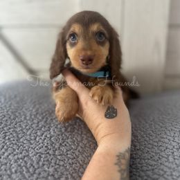 Basset Hound and Dachshund Puppies from The Gorman Hounds