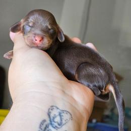 Hershey Kisses - Chocolate and tan female Dachshund puppy in Pasco, Washington from G & G Kennel