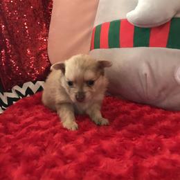 Orange sable - Orange male Pomeranian puppy in Taylor, Texas from Regal Poms