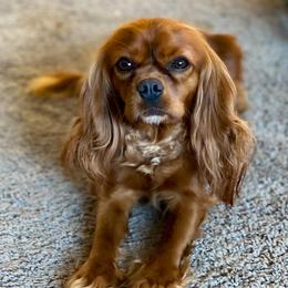 Cavalier King Charles Spaniels from Meyer's Cavalier