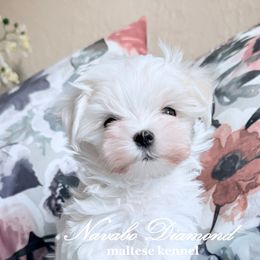 Boy 2 - White male Maltese puppy in Snowville, Utah from Navabo Diamond