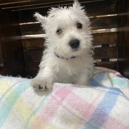 Miss Purle - White female West Highland White Terrier puppy in Blue Hill, Nebraska from BlueBelle's Canine Companions