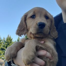 Golden Retriever Puppies from Emma's Golden Puppers