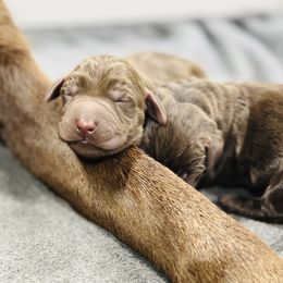 Dilute Retriever and Labrador Retriever Puppies from CKB Labradors