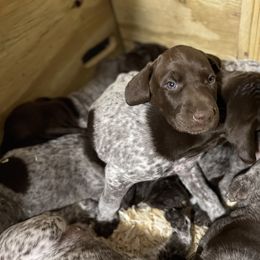 German Shorthaired Pointer Puppies from Harris Enterprise & Kennels LLC