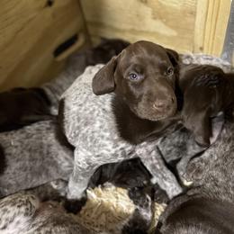 German Shorthaired Pointer Puppies from Harris Enterprise & Kennels LLC