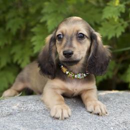 Lewis is 4500dollars - Cream male Dachshund puppy in Crystal, Michigan from Mare-bella Dachshunds