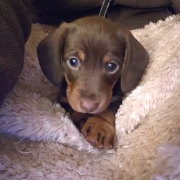 "Our first chocolate boy" Dachshund Puppies from Doxie Lakes