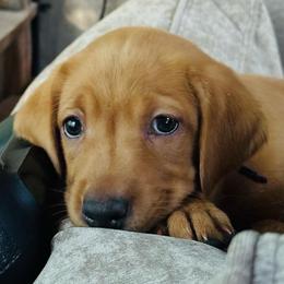 Purple Female - Yellow female Labrador Retriever puppy in Franklin, Virginia from Oak Hollow Retrievers