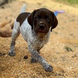 Honey - Liver and white female German Shorthaired Pointer puppy in Hot Springs, Virginia from Thunder Mountain Gun Dogs