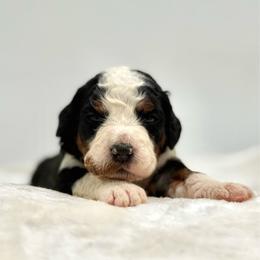 Pinkie Pie - Tri-color female Bernedoodle puppy in Clermont, Florida from Shadow Bernedoodles & Dog Training