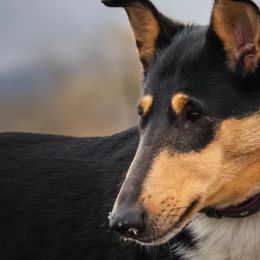 Collies and Poodles from Lazy Lotus Poodles & Collies