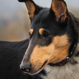 Collies and Poodles from Lazy Lotus Poodles & Collies