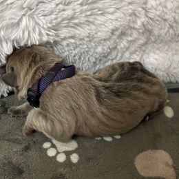 Lotus - Gray brindle male Cane Corso puppy in Elk Grove, California from DiamondBabyCorso