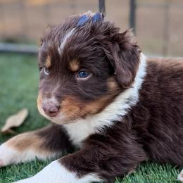 Maverick - Red tri-color female Australian Shepherd puppy in Ramona, California from Blue Moon Aussies
