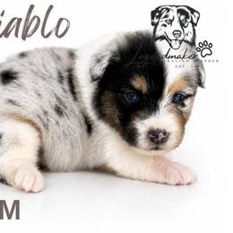 Diablo - Blue merle male Toy Australian Shepherd puppy in Leitchfield, Kentucky from Legendmaker MAS