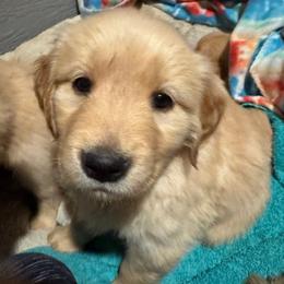 Golden Retriever Puppies from Golden Paws of Purpose