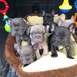 French Bulldog Puppies from Dreampups