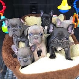 French Bulldog Puppies from Dreampups