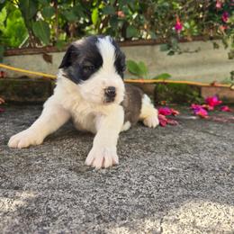 Rare mostly Saint bernad female - Brown and white female Saint Berdoodle puppy in Castle Rock, Washington from PNW Saint Berdoodles