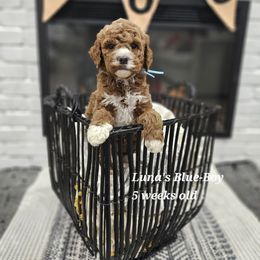 Blue - Red male Labradoodle puppy in Payson, Utah from Utah County Labradoodles