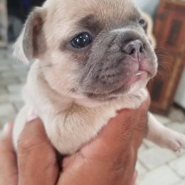 French Bulldog Puppies from Rock Island Frenchies of Texas