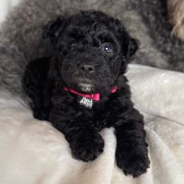 Pink Girl - Black female Pumi puppy in Fife Lake, Michigan from Nixie Kennels