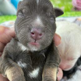 Bailey - Liver male Miniature Schnauzer puppy in Sylvania, Georgia from Southern Sky Miniature Schnauzers
