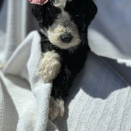 Bernedoodle Puppies from Pippy’s Doodle Pups